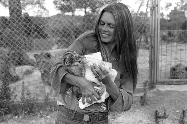 Брижит Бардо кормит тигренка Брижит Бардо кормит тигренка